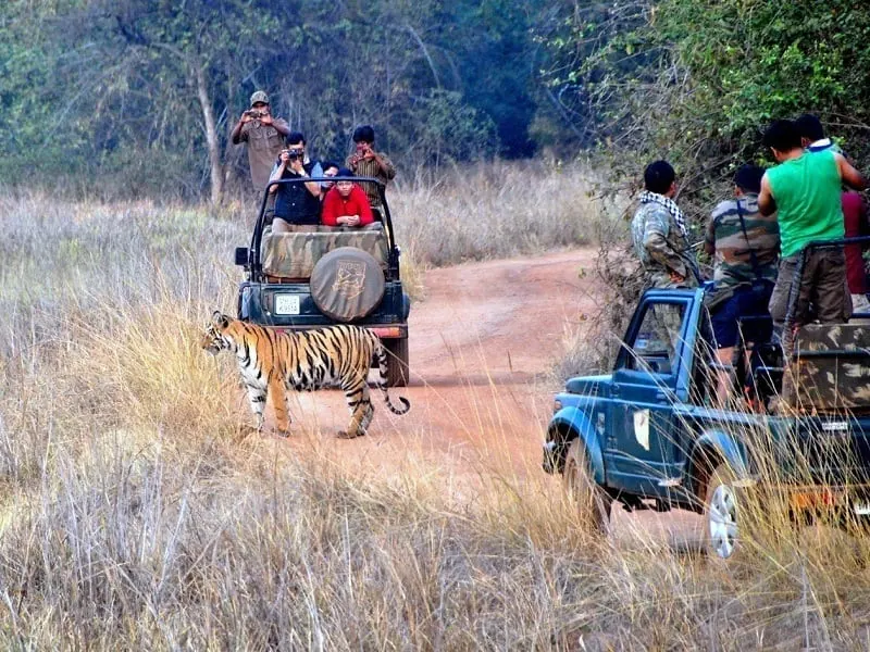 Pench, Tadoba & More